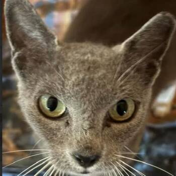 Graycee C26-196 -  Domestic Short Hair Cat for Adoption in Lebanon, Tennessee - Graycee C26-196 | PetCurious