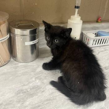 Alexie -  Domestic Short Hair Cat for Adoption in Lewisburg, West Virginia - Alexie | PetCurious