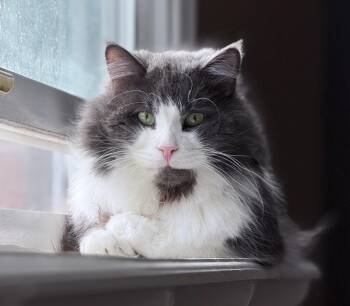 Domestic Long Hair Cats Available for Adoption in Philadelphia, Pennsylvania - Mr. Fluff Aka Fluffernutter  | PetCurious