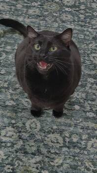 Haze -  Domestic Short Hair Cat for Adoption in Battle Ground, Washington - Haze | PetCurious