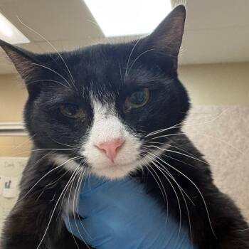 Domestic Short Hair Cats Available for Adoption in Birmingham, Alabama - Ahoska | PetCurious