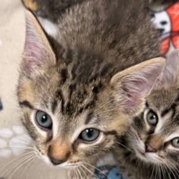 Domestic Short Hair Cats Available for Adoption in Evansville, Indiana - Avery | PetCurious