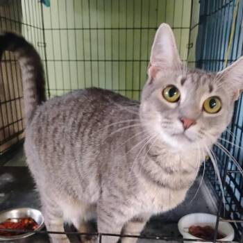 Rescue Domestic Short Hair Cats for Adoption in Scotland Neck, North Carolina - Hermit | PetCurious