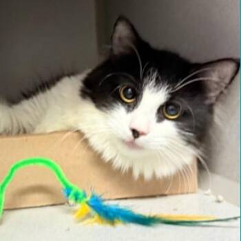Boxer -  Domestic Medium Hair Cat for Adoption in New York, New York - Boxer | PetCurious