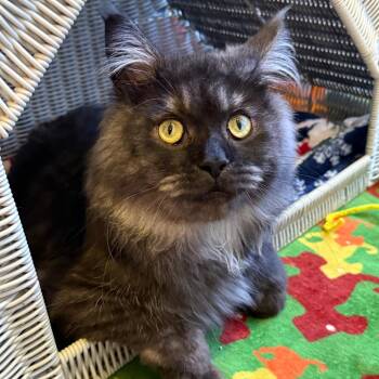 Monk -  Maine Coon Cat for Adoption in Los Angeles, California - Monk | PetCurious