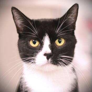 Rescue Domestic Short Hair Cats for Adoption in Amsterdam, New York - Chicka | PetCurious