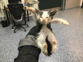 Domestic Short Hair Cats Available for Adoption in Thousand Palms, California - A1913308 | PetCurious