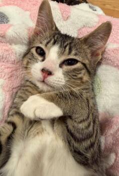 Onion -  Domestic Short Hair Cat for Adoption in Ogden, Utah - Onion | PetCurious