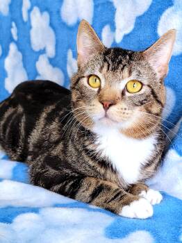 Rescue Domestic Short Hair Cats for Adoption in Hornell, New York - Riot | PetCurious