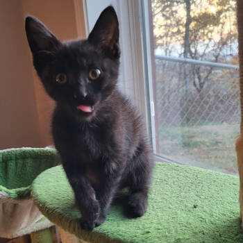 Rescue Domestic Short Hair Cats for Adoption in Knoxville, Tennessee - Cottontail | PetCurious