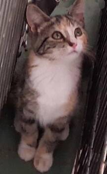 Carrie -  Torbie Cat for Adoption in Mcconnelsville, Ohio - Carrie | PetCurious