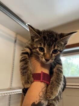Groot -  Domestic Short Hair Cat for Adoption in Emerald Isle, North Carolina - Groot | PetCurious