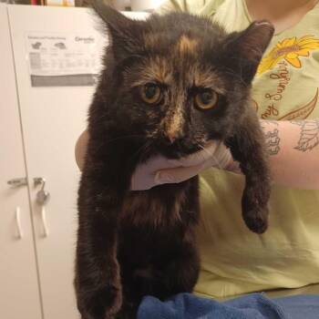 Domestic Short Hair Cats Available for Adoption in Milan, Illinois - Bitty Bitty | PetCurious