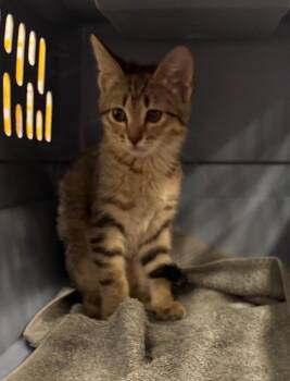 Yara 2 -  Domestic Short Hair Cat for Adoption in Fort Lupton, Colorado - Yara 2 | PetCurious