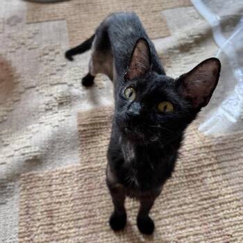 Domestic Short Hair Cats Available for Adoption in Austin, Texas - Mocha | PetCurious
