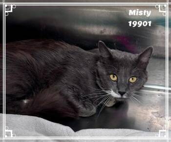 Misty (670) -  Domestic Short Hair Cat for Adoption in Marietta, Georgia - Misty (670) | PetCurious