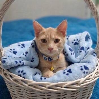 Romeo the Second -  Domestic Short Hair Cat for Adoption in Port Richey, Florida - Romeo The Second | PetCurious