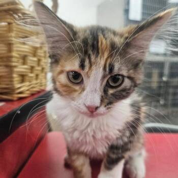 Chicken Sandwich -  Domestic Short Hair Cat for Adoption in Grantsville, Utah - Chicken Sandwich | PetCurious