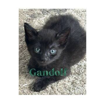 GANDALF -  Domestic Short Hair Cat for Adoption in Auburn, California - GANDALF | PetCurious
