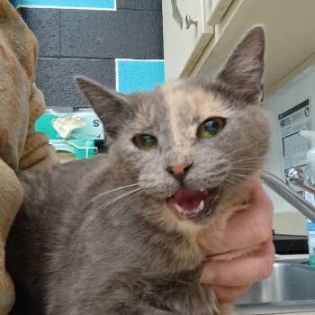 Domestic Short Hair Cats Available for Adoption - Rose | PetCurious