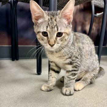 Lucky Charm -  Domestic Short Hair Cat for Adoption in Richmond, Virginia - Lucky Charm | PetCurious