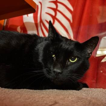 Rescue Domestic Short Hair Cats for Adoption in Morgan Hill, California - Jet | PetCurious