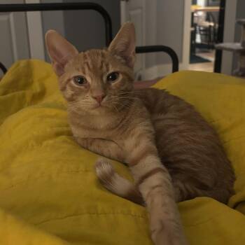 Snug -  Domestic Short Hair Cat for Adoption in Houston, Texas - Snug | PetCurious