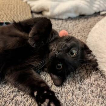 Chuckie -  Domestic Short Hair Cat for Adoption in Westland, Michigan - Chuckie | PetCurious