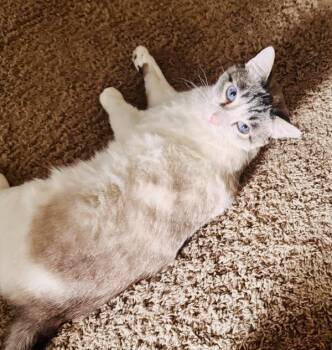 Domestic Medium Hair Cats Available for Adoption - Falcor | PetCurious
