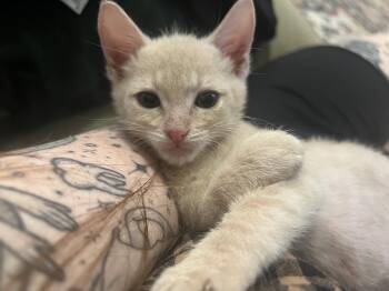 Bombur (bonded with Arwen) -  Domestic Short Hair Cat for Adoption in Beaverton, Oregon - Bombur (bonded With Arwen) | PetCurious