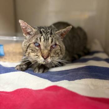 Deacon -  Domestic Short Hair Cat for Adoption in Yuma, Arizona - Deacon | PetCurious