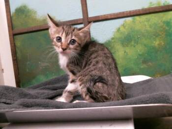 SASORI -  Domestic Short Hair Cat for Adoption in Houston, Texas - SASORI | PetCurious
