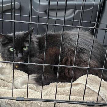 Rescue Domestic Long Hair Cats for Adoption in Huntington, West Virginia - Voodoo | PetCurious
