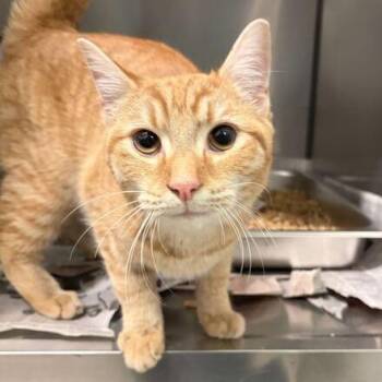 Domestic Short Hair Cats Available for Adoption - Julian (fka Little Tom) | PetCurious