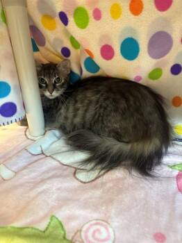 MAMA -  Domestic Short Hair Cat for Adoption in Forney, Texas - MAMA | PetCurious