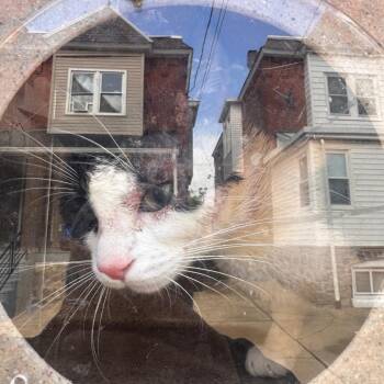 Domestic Short Hair Cats Available for Adoption in Philadelphia, Pennsylvania - Elisiya | PetCurious