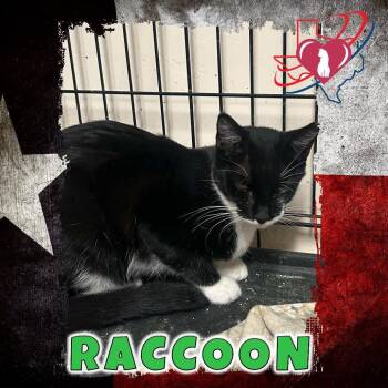 Raccoon -  Domestic Short Hair Cat for Adoption in Squamish, British Columbia - Raccoon | PetCurious