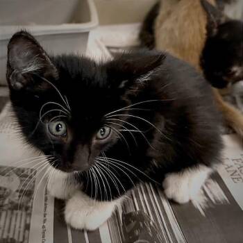 Spider -  American Shorthair Cat for Adoption in Wheeling, Illinois - Spider | PetCurious