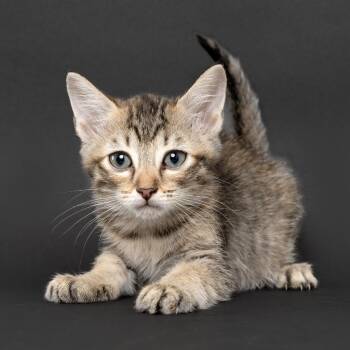 Artemis -  Domestic Short Hair Cat for Adoption in Franklin, Tennessee - Artemis | PetCurious