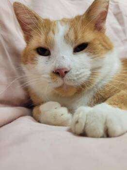 Bobbie -  Domestic Short Hair Cat for Adoption in Lorain, Ohio - Bobbie | PetCurious