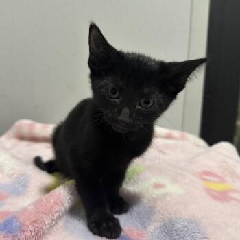 Valentine -  Domestic Short Hair Cat for Adoption in Tampa, Florida - Valentine | PetCurious