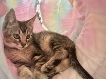 Tender -  Domestic Short Hair Cat for Adoption in Portland, Oregon - Tender | PetCurious