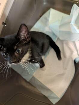 Shay -  Domestic Short Hair Cat for Adoption in Savannah, Georgia - Shay | PetCurious