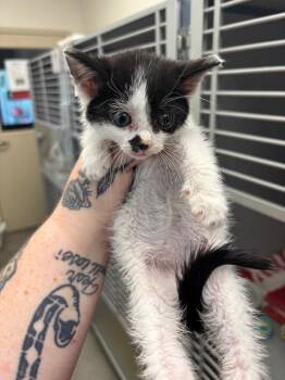 Rogue -  Domestic Short Hair Cat for Adoption in Liverpool, New York - Rogue | PetCurious