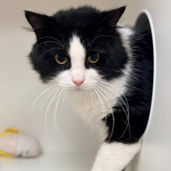 Domestic Short Hair Cats Available for Adoption in Champaign, Illinois - Oscar | PetCurious