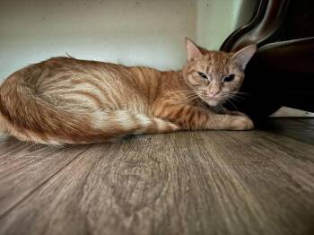 Teenie -  Domestic Short Hair Cat for Adoption in Alafaya, Florida - Teenie | PetCurious
