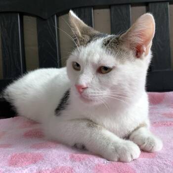 Domestic Short Hair Cats Available for Adoption in Winchester, Virginia - Snowball | PetCurious