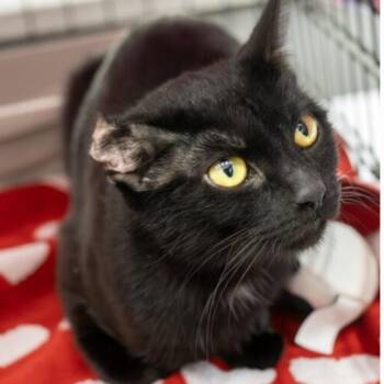 Domestic Short Hair Cats Available for Adoption - Peanut | PetCurious