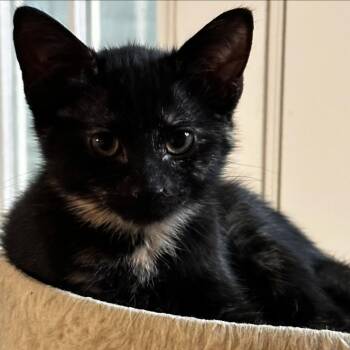 Mavis -  Domestic Short Hair Cat for Adoption in Cumming, Georgia - Mavis | PetCurious