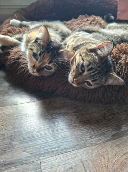 Linus and Lucy, CH Kitties-Bonded Pair -  Domestic Short Hair Cat for Adoption in Mears, Michigan - Linus And Lucy, CH Kitties-Bonded Pair | PetCurious